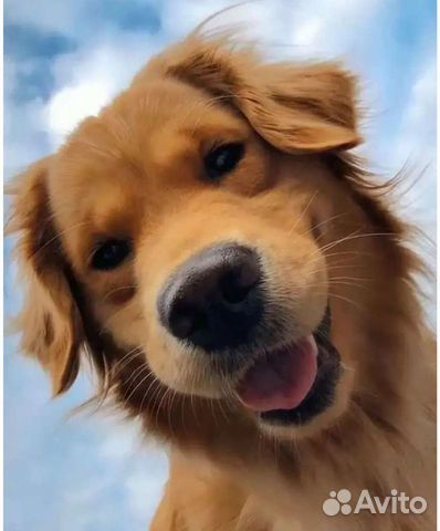 Выгул собак