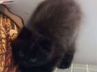 Котёнок метис Невской маскарадной объявление продам