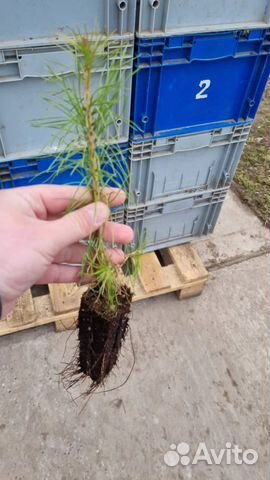 Зкс и окс Сосна Сеянцы Ель Лиственница Кедр