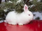 Новозеландские Белые Кролики (нзб) объявление продам