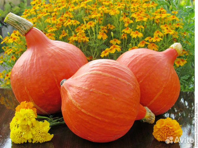 Тыква Учики Кури, семена, 10 шт