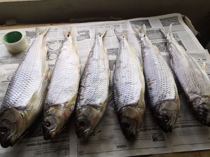 Кутум рыбец лещ рыба