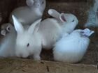 Кролики Хиколь. Rabbits Hykole объявление продам
