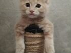 Котята мейн-куна объявление продам