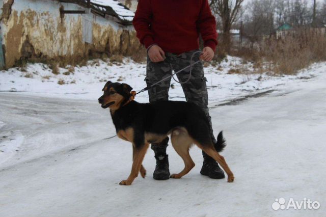 Пес Бос в добрые руки