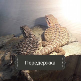 Передержка экзотических питомцев(грызуны/рептилии)