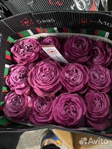 Эквадорские розы. Крупноголовая роза Пионовидная