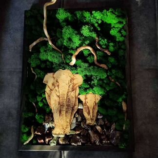 Картины из стабилизированного мха