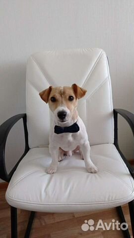 Вязка Джек-рассел