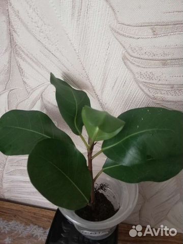Фикус 