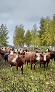 Коровы Герефорд, Калмыцкая порода - фотография № 2