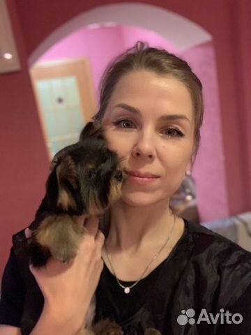 Стрижка собак/груминг/тримминг