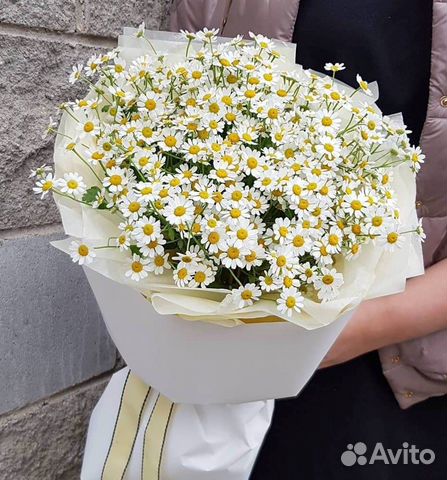 Матрикария полевая ромашка №521