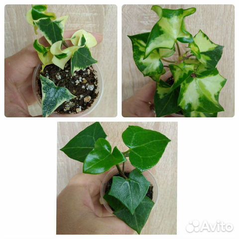 Суккуленты