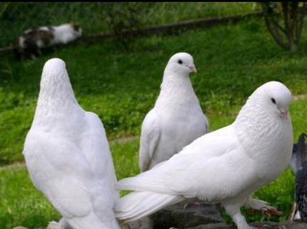 Белые голуби на мероприятие