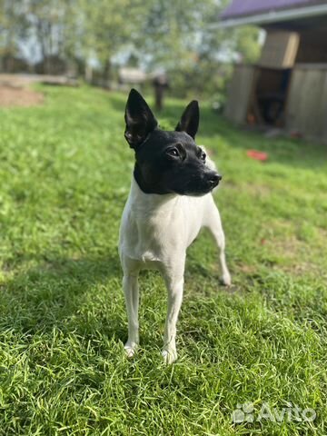 Вязка той-фокстерьер