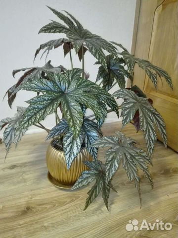 Королевская бегония Gryphon и другие