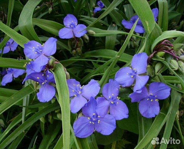 Традесканция садовая