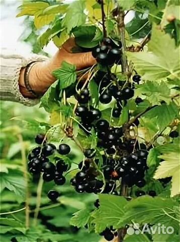 Смородина ксюша описание сорта - фото