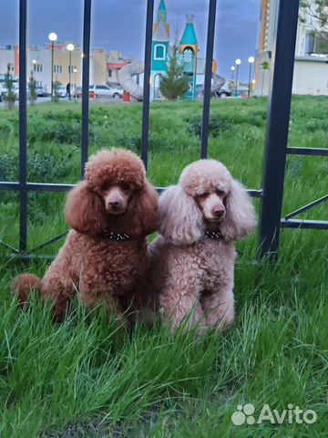 Карликовый пудель