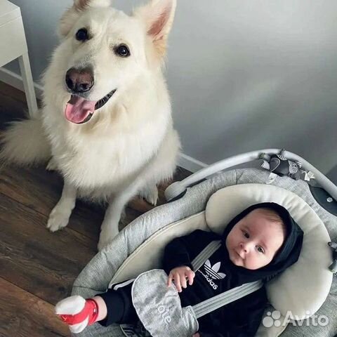 Электронные качели Joie Sansa2в1