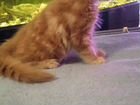 Котята мейн-кун рыжие объявление продам