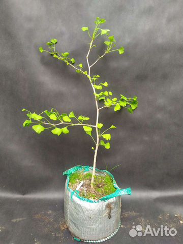 Гинкго билоба