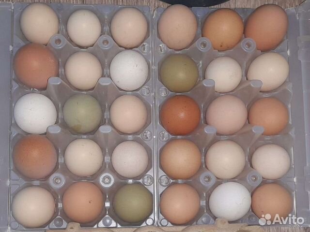 Инкубационное яйцо,подрощенные цыплята несушки
