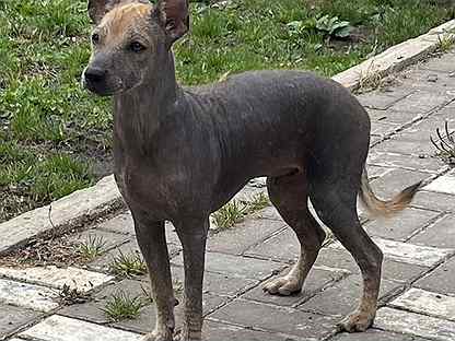 Мексиканская голая собака, Ксолоитцкуинтли