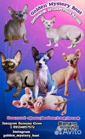 Сфинкс, Бамбино, Эльф, Двэльф