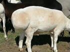 Продаем скотину:Баранов,корову,быка