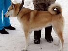 Продажа щенков Западно-Сибирской лайки объявление продам