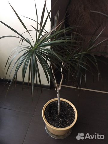 Драцена, нолина