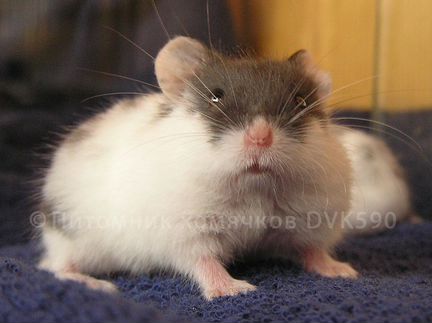 Хомячок пятнистый из питомника