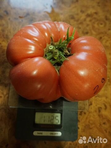 Томаты на еду.Семена коллекционных томатов
