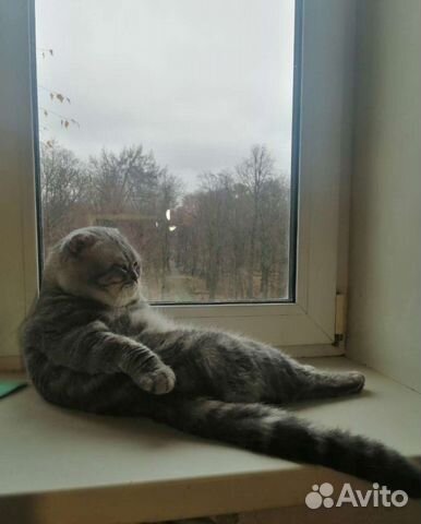 Шотландский вислоухий Кот для вязки