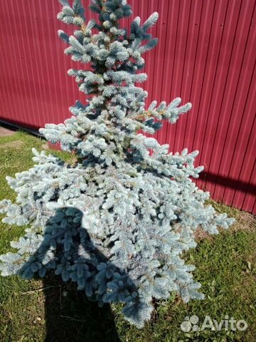 Ель голубая