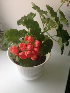 Тюльпановидная герань