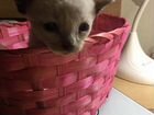 Малыш котенок корниш-рекс объявление продам