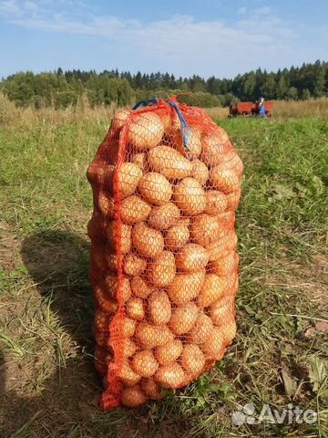 Картофель розница и опт,картофель бэби.Деревенский
