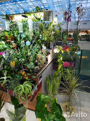 Комнатные цветы