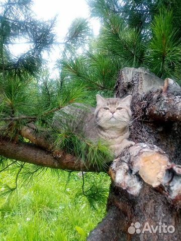 Британский кот вязка