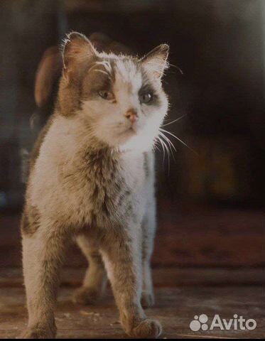 Котики с Донбасса