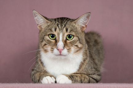 Котик ищет дом