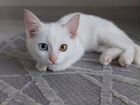 Разноглазый белый котенок