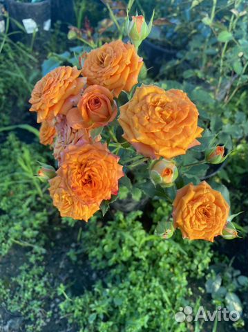 Кустовые розы саженцы