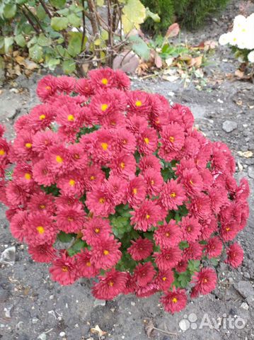 Хризантема, почвопокровники,ромашка садовая