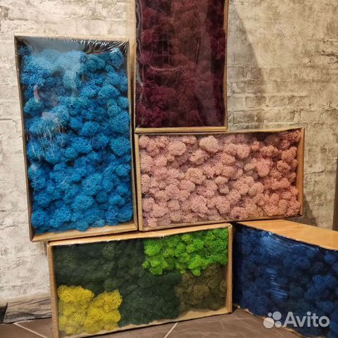 Стабилизированный мох