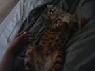 Бенгальский кот на вязку объявление продам