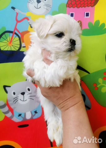 Мальтийская болонка щенки. Мальтезе микро,мини